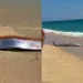 Dois peixes-remo gigantes aparecem em praia do México e surpreendem banhistas