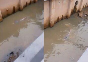 Boto é encontrado em canal no bairro do Marco e mobiliza resgate