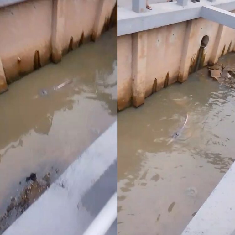 Boto é encontrado em canal no bairro do Marco e mobiliza resgate