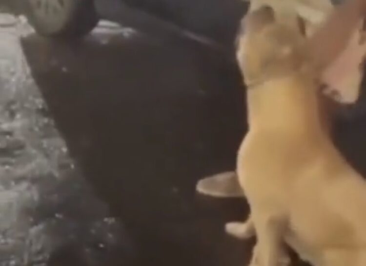 Pitbull solta gera tensão e correria na Praça do Imperial, em Castanhal