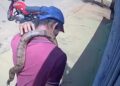 Homem provoca pânico nas ruas de Guarda-Mor com cobra e mulher fica ferida