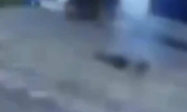 Funcionário de resort morre eletrocutado ao tentar afastar macaco na Índia