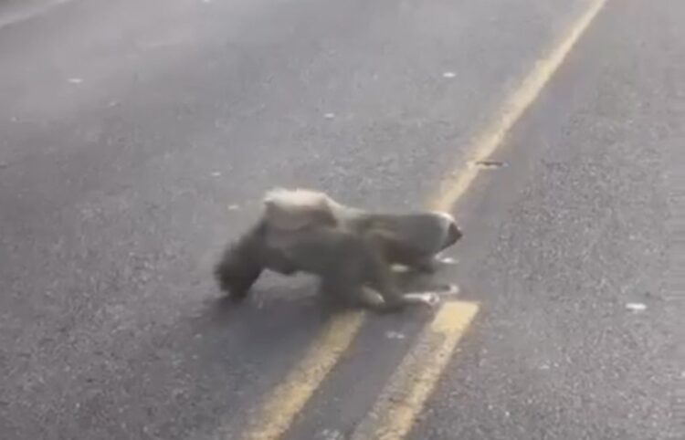 Homem tenta ajudar preguiça, é atacado e fica ferido