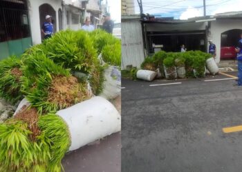 Descarte irregular de açaí chama atenção com açaizeiros crescendo no meio da rua, no bairro da Cremação