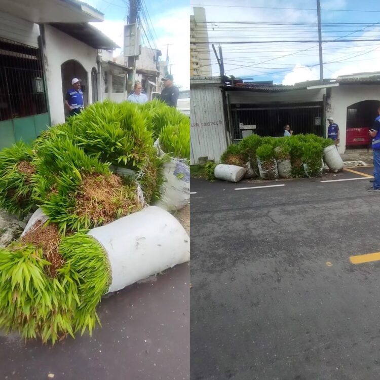 Descarte irregular de açaí chama atenção com açaizeiros crescendo no meio da rua, no bairro da Cremação