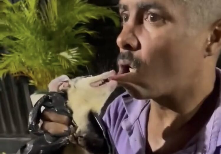 Homem é mordido por saruê após tentar colocar animal na boca em “brincadeira”