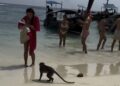 Turista leva a pior ao ignorar avisos e vira alvo de “gangue” de macacos na Tailândia