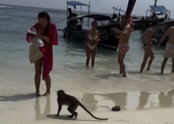 Turista leva a pior ao ignorar avisos e vira alvo de “gangue” de macacos na Tailândia
