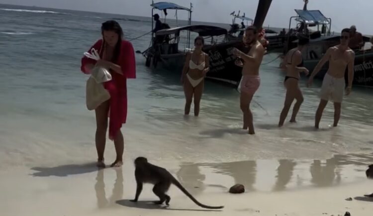 Turista leva a pior ao ignorar avisos e vira alvo de “gangue” de macacos na Tailândia