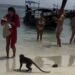 Turista leva a pior ao ignorar avisos e vira alvo de “gangue” de macacos na Tailândia