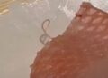 Cliente flagra verme vivo saindo de sashimi e caso viraliza em restaurante de luxo