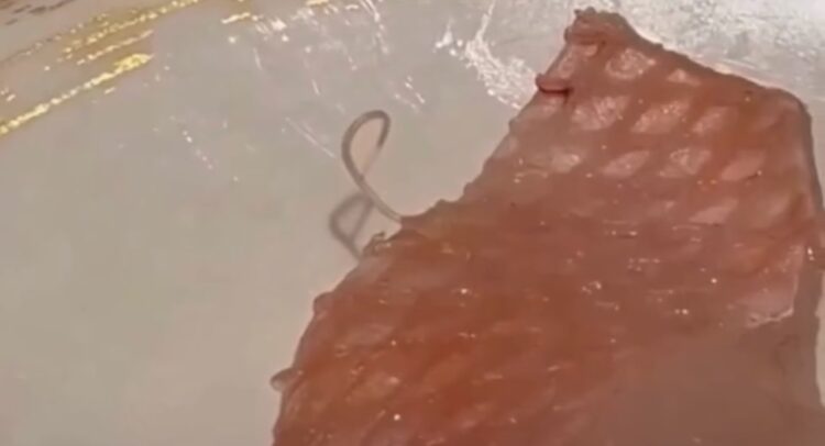 Cliente flagra verme vivo saindo de sashimi e caso viraliza em restaurante de luxo