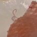 Cliente flagra verme vivo saindo de sashimi e caso viraliza em restaurante de luxo