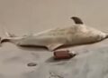 Golfinho de águas profundas é encontrado morto na Praia do Paraíso, em Mosqueiro