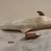 Golfinho de águas profundas é encontrado morto na Praia do Paraíso, em Mosqueiro
