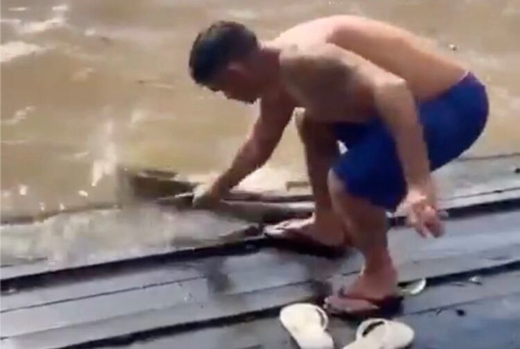 Homem pega sucuri gigante com a mão na orla de Afuá, no Pará