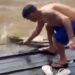 Homem pega sucuri gigante com a mão na orla de Afuá, no Pará