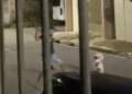 Motorista de aplicativo é atraído para emboscada e espancado por criminosos no Sideral