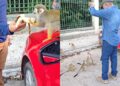 Vídeo de homem alimentando macacos no Bosque Rodrigues Alves causa polêmica