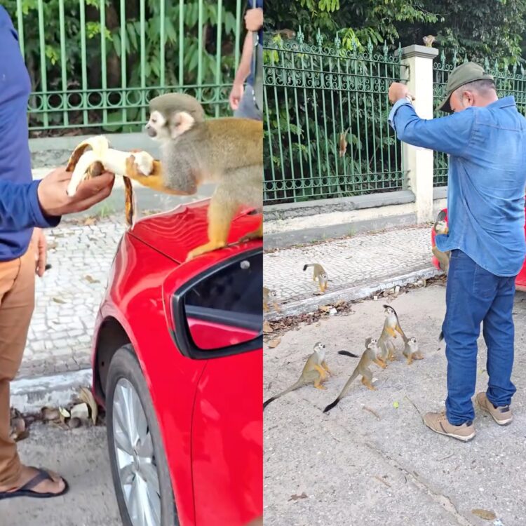 Vídeo de homem alimentando macacos no Bosque Rodrigues Alves causa polêmica