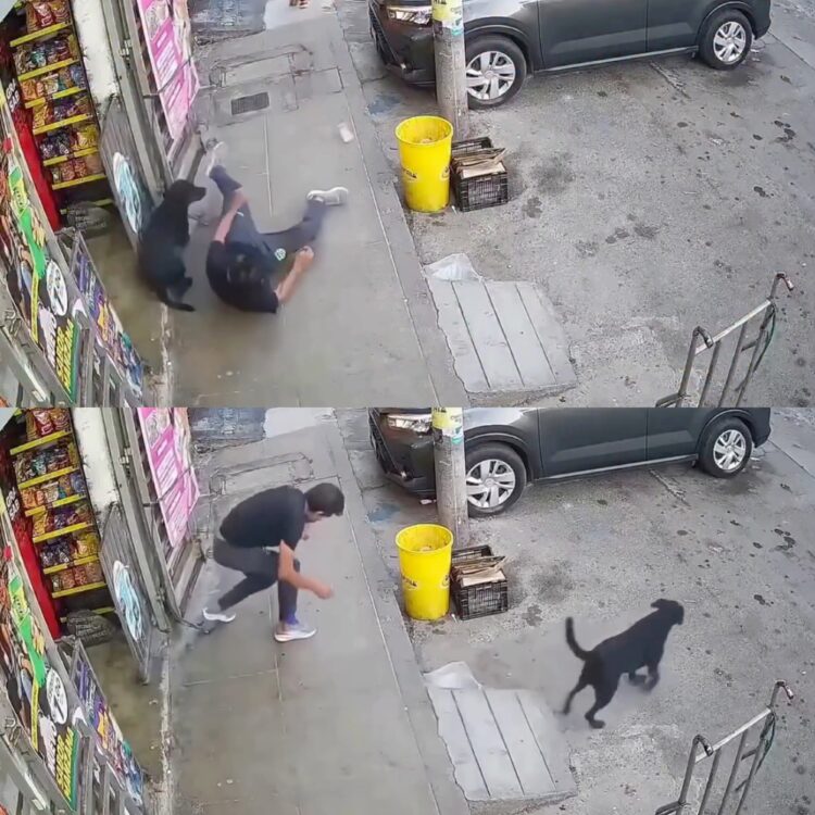 Cachorro atinge pedestre na calçada, homem cai e sofre fratura no braço em acidente registrado por câmera, no México
