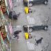 Cachorro atinge pedestre na calçada, homem cai e sofre fratura no braço em acidente registrado por câmera, no México