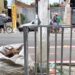 Em plena luz do dia, trio de idosos é flagrado furtando carga de caminhão no bairro do Marco, em Belém