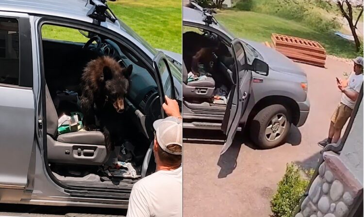 Urso invade caminhonete e surpreende motorista ao ocupar banco do passageiro nos EUA